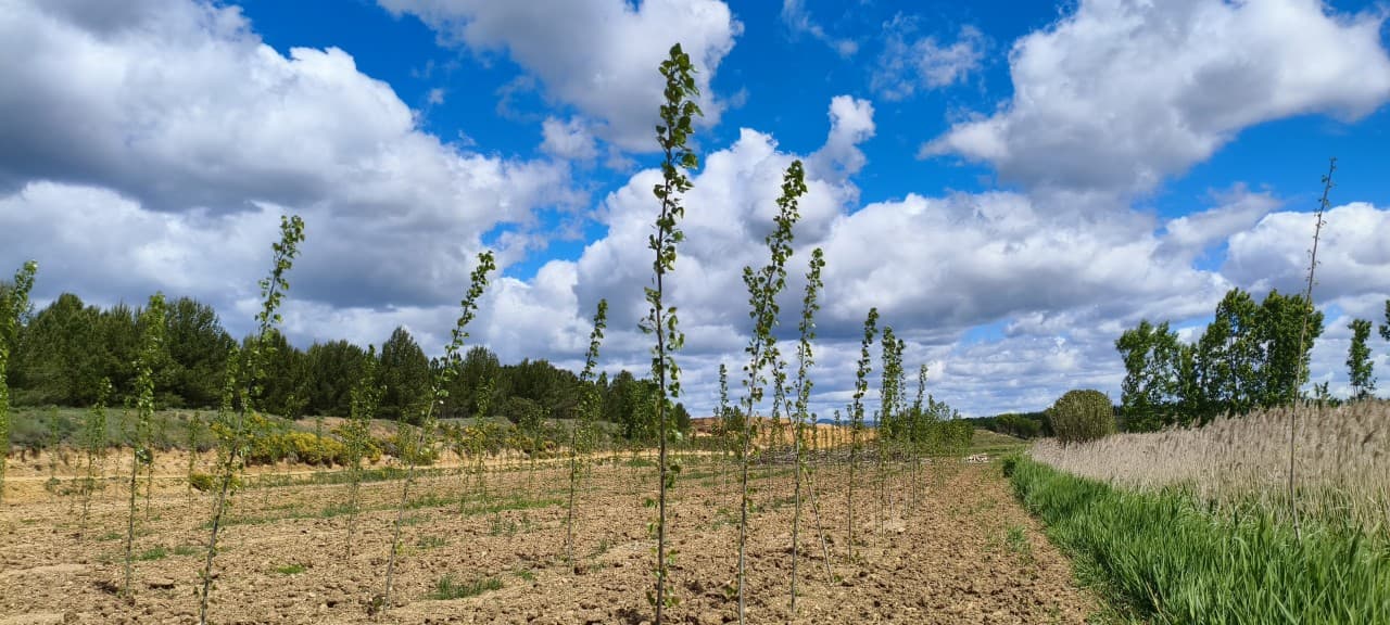 Chopos jóvenes recién plantados en filas sobre un terreno labrado, bajo un cielo de nubes