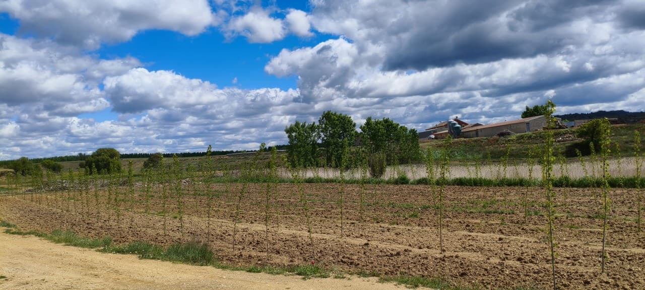 Panorámica de una plantación reciente de chopos, con árboles jóvenes separados por marcos regulares